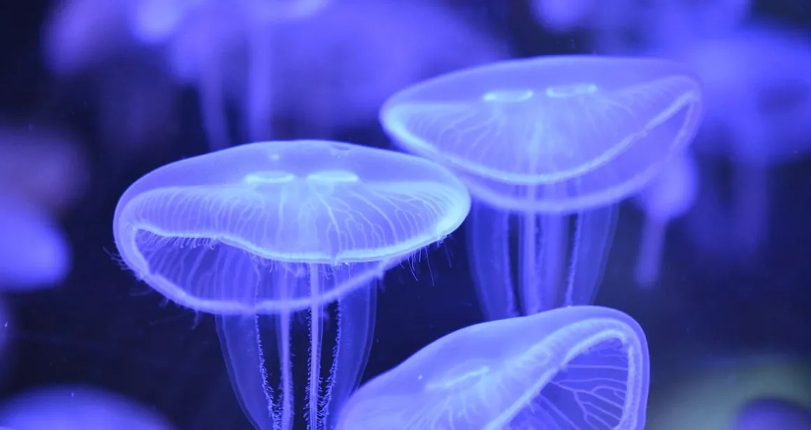 Méduse aurélie Aurelia aurita