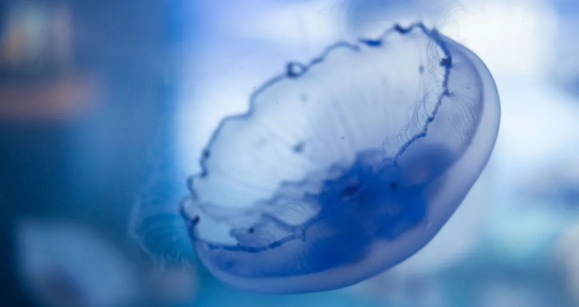 Méduse aurélie Aurelia aurita