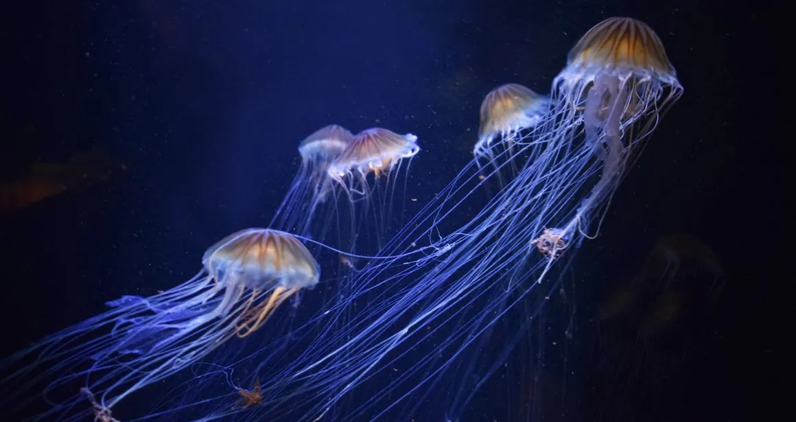méduse boussole du Pacifique