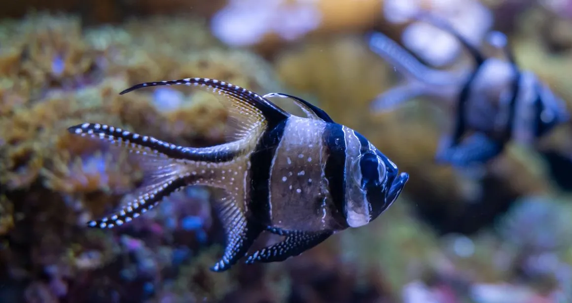 Le poisson cardinal de Banggai ou Apogon de Banggai Pterapogon kauderni