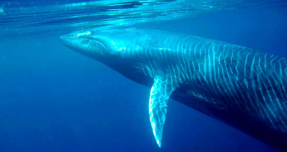 rorqual de Bryde