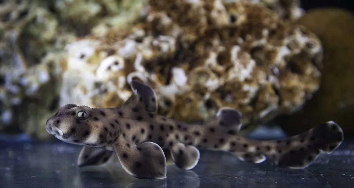 Bébé requin cornu né à Nausicaa en 2024