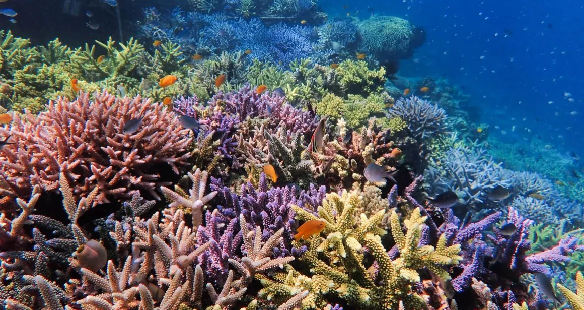 Qu est ce Qu un R cif Corallien Nausicaa Qu est ce Qu un R cif Corallien Nausicaa