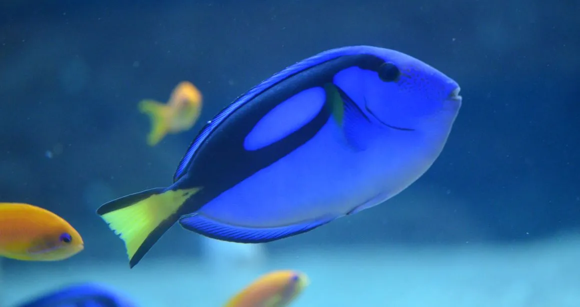 Les poissons ont-ils une mémoire de poisson rouge ? | Nausicaa