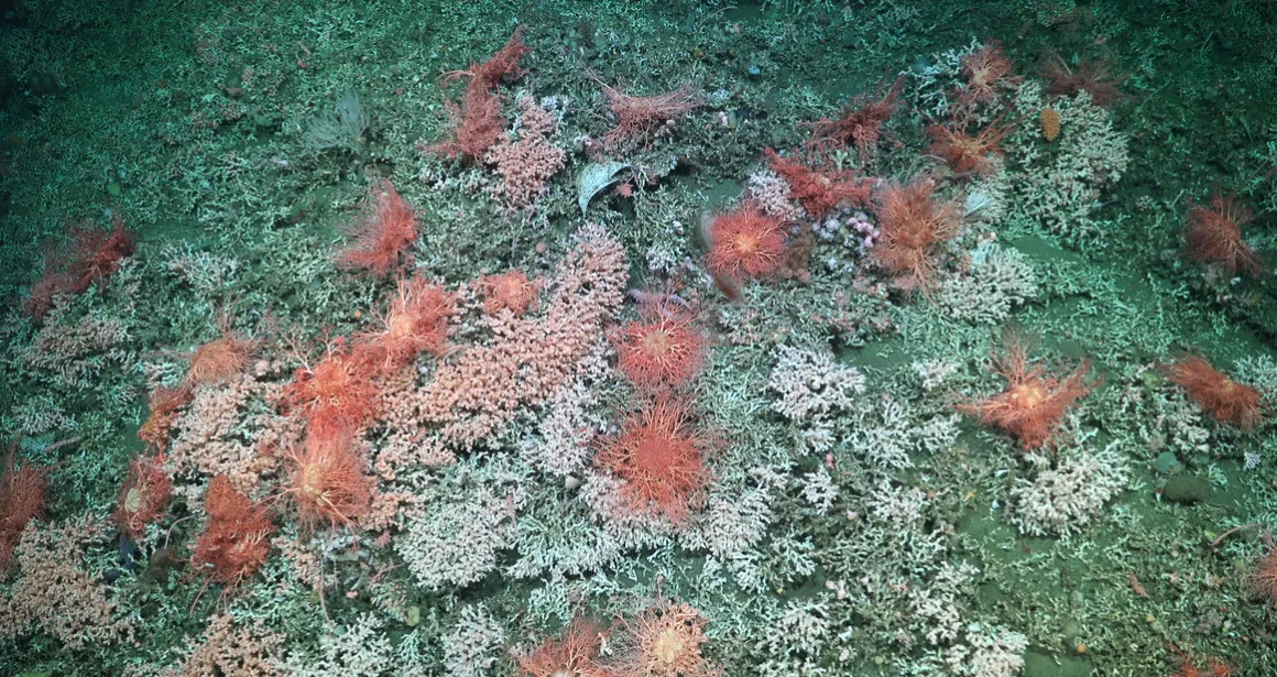 ROV SuBastian / Schmidt Ocean Institute 