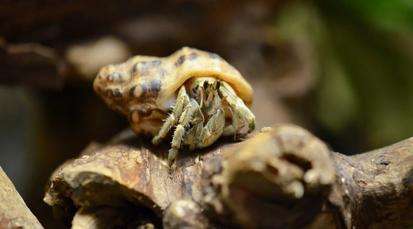 Land hermit crab Coenobita rugosus