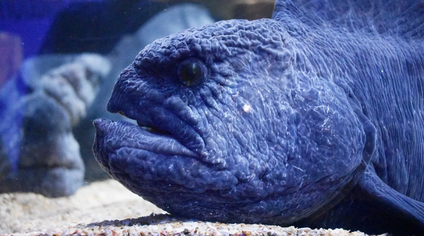 L'anguille-loup Anarrhichthys ocellatus 