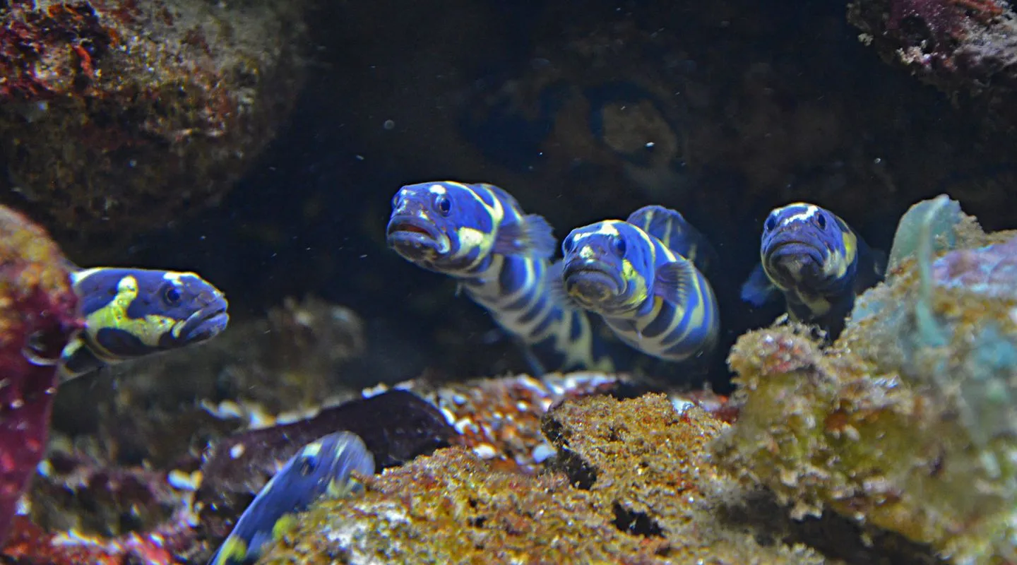 Aalgrondel Pholidichthys leucotaenia