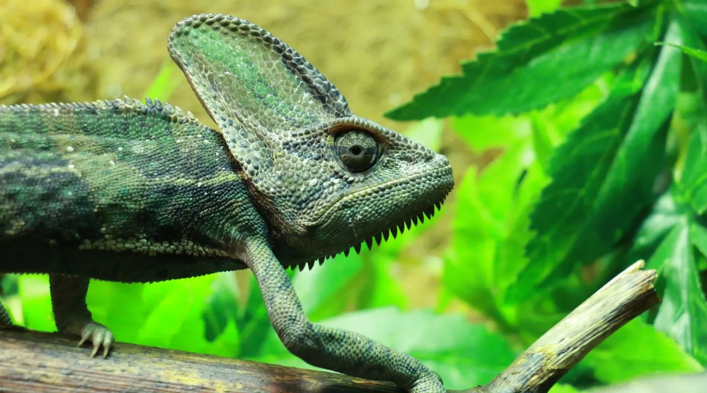 caméléon casqué Chamaeleo calyptratus