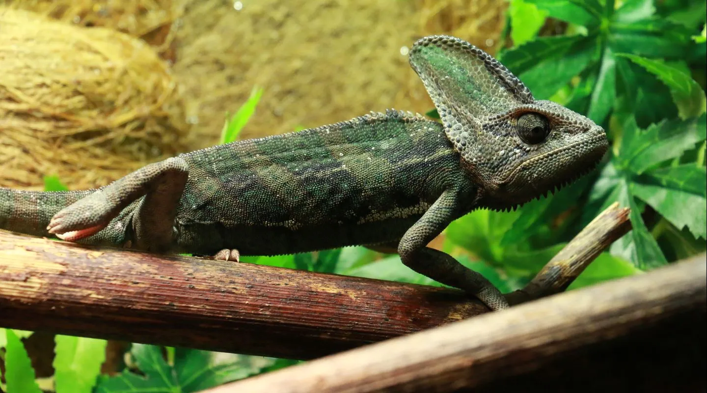 Veiled chameleon Chamaeleo calyptratus