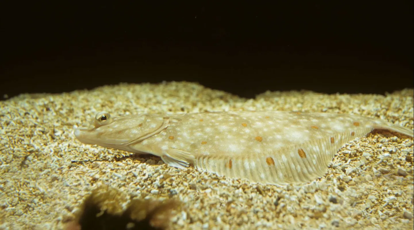 La plie Pleuronectes platessa