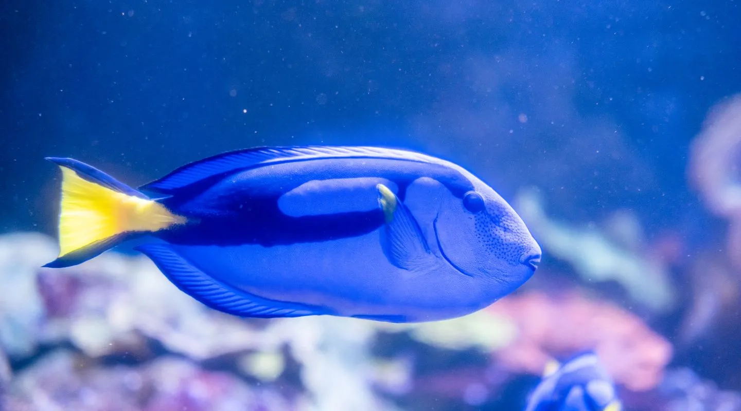 Palette Surgeonfish Paracanthurus hepatus