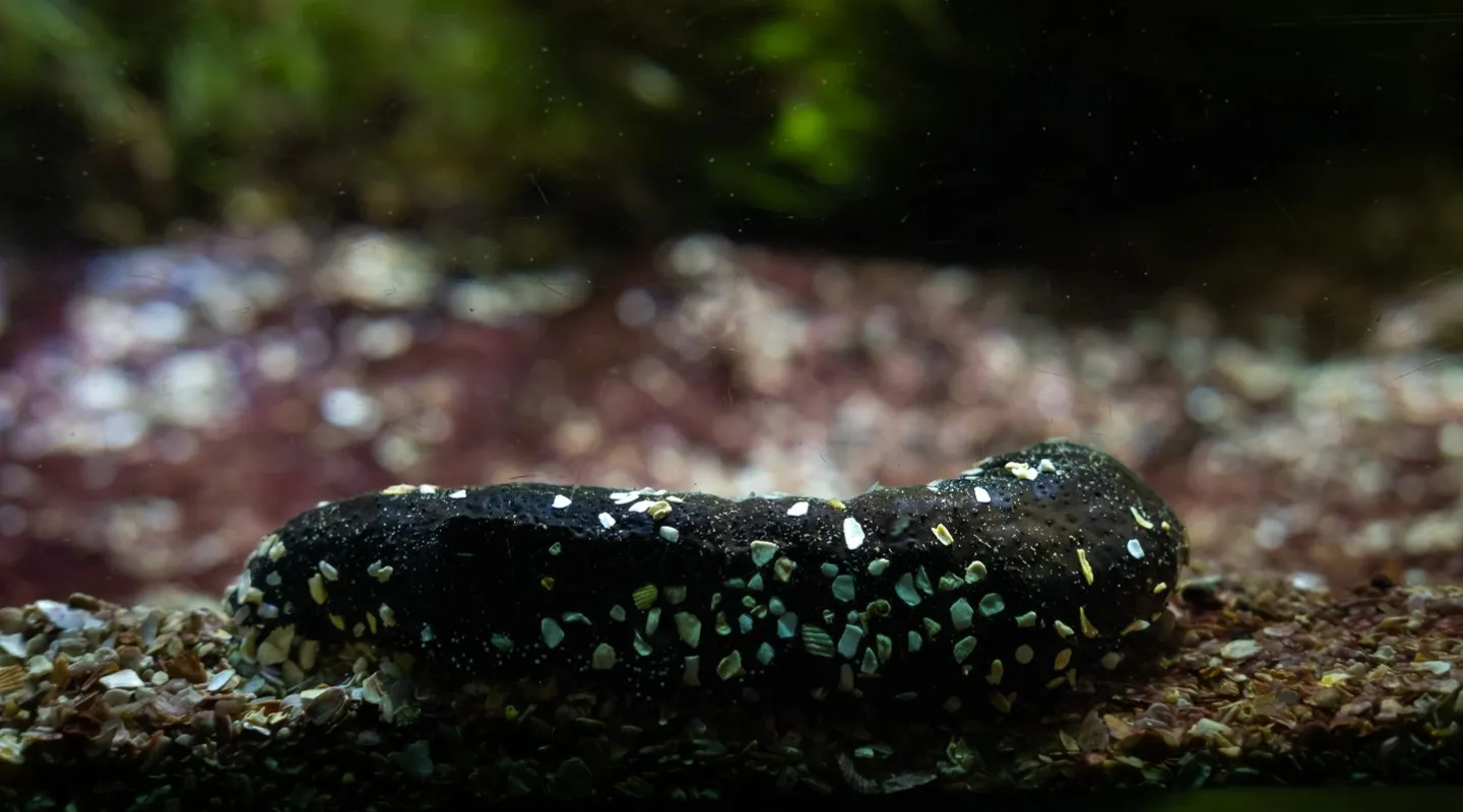 Edible sea cucumber Holothuria edulis