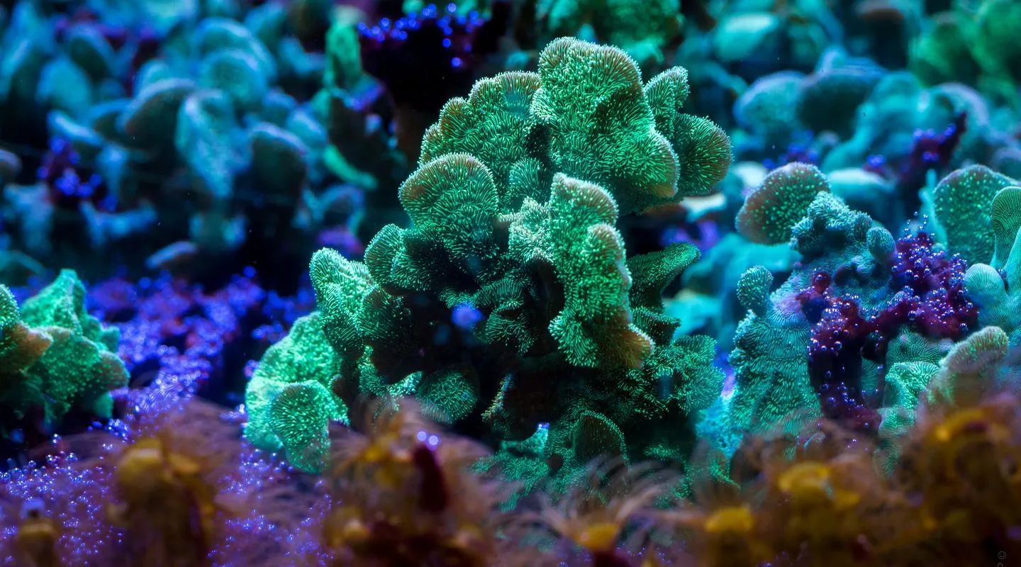 Pavona cactus-koraal