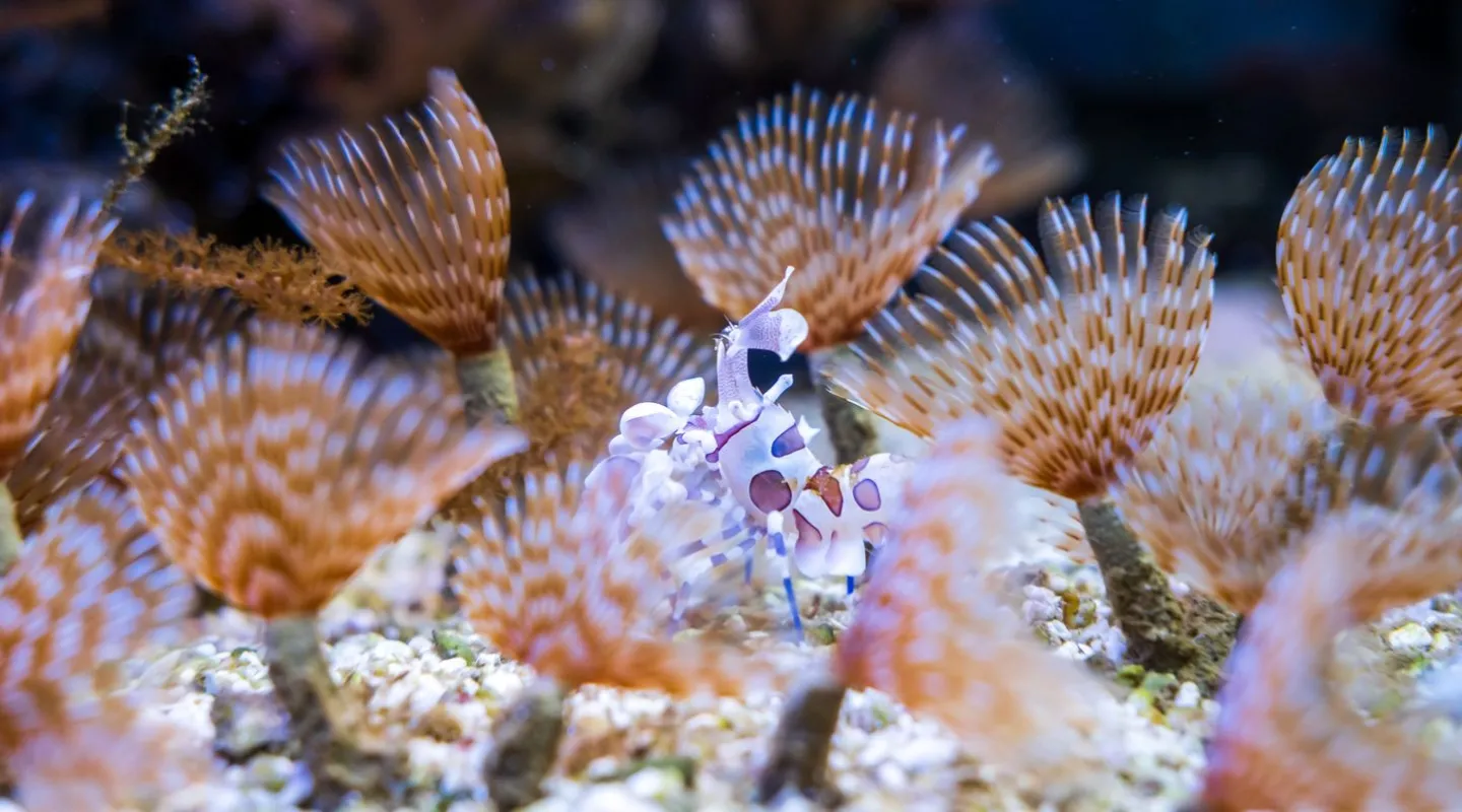 Harlequin shrimp Hymenocera picta