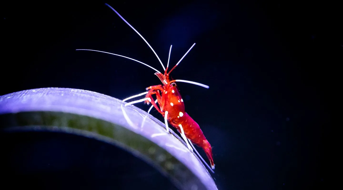 De bloedgarnaal Lysmata debelius