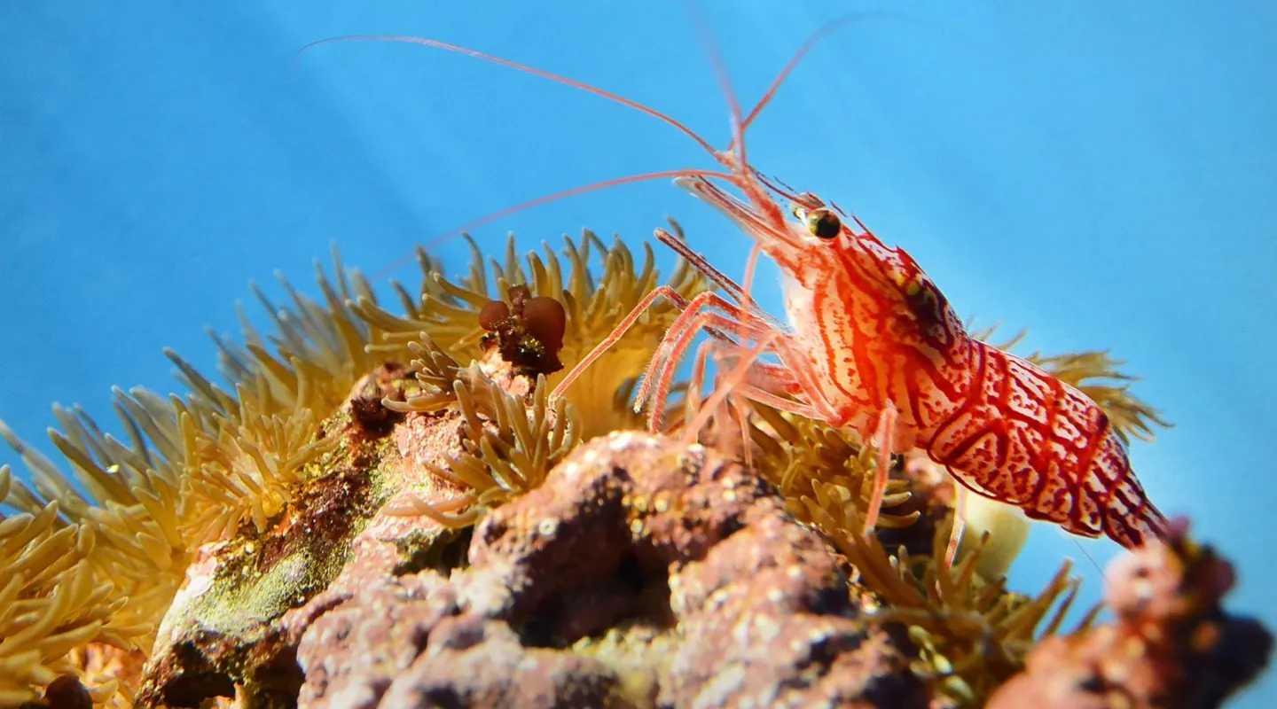 La crevette de Wurdemann Lysmata wurdemanni