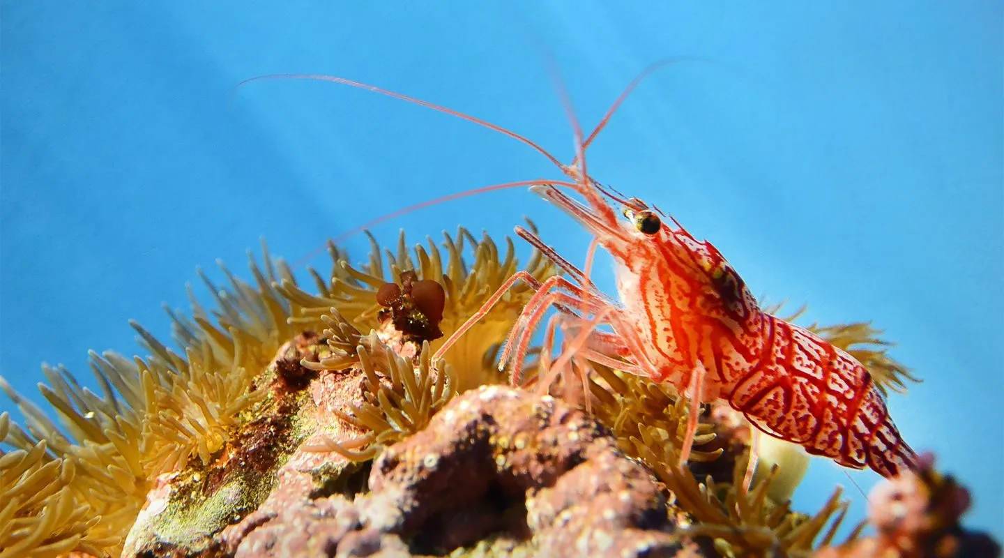 De pepermuntgarnaal Lysmata wurdemanni 