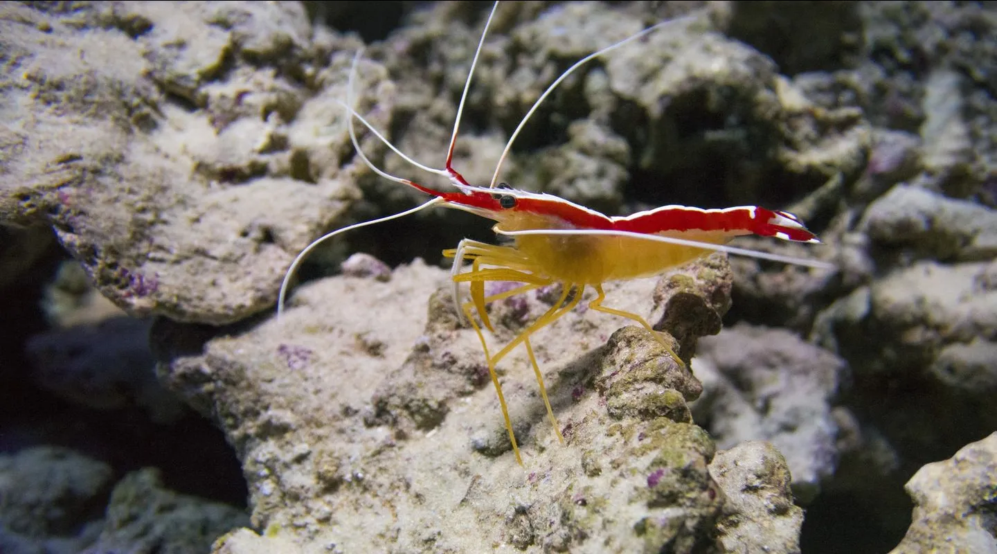 De Pacifische poetsgarnaal Lysmata amboinensis