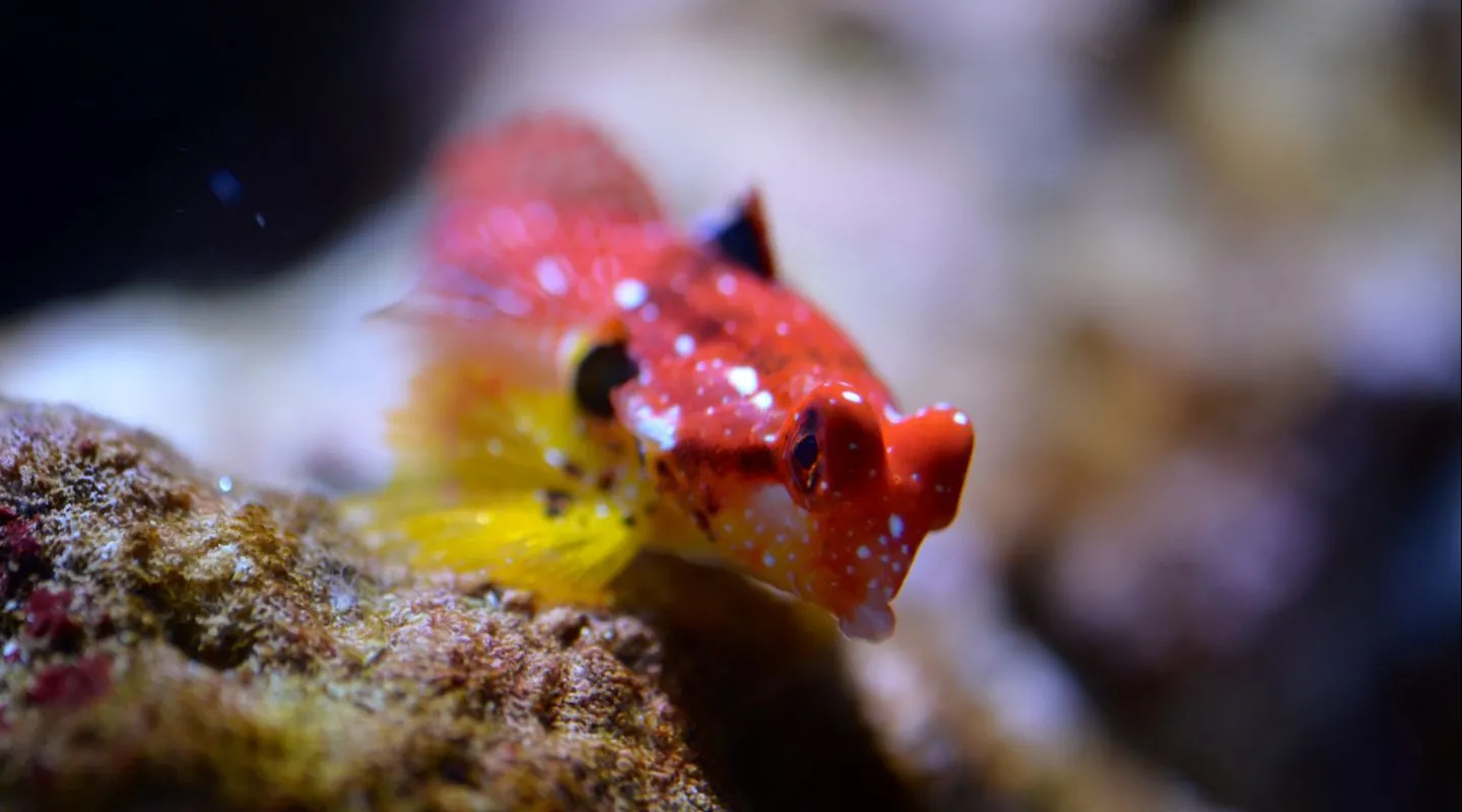 De robijnrode dragonetvis Synchiropus tudorjonesi