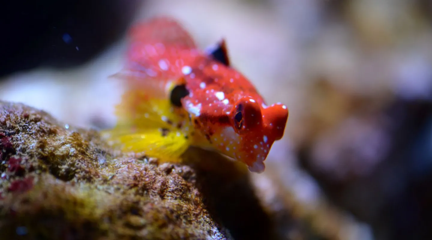 Le dragonnet rubis Synchiropus tudorjonesi