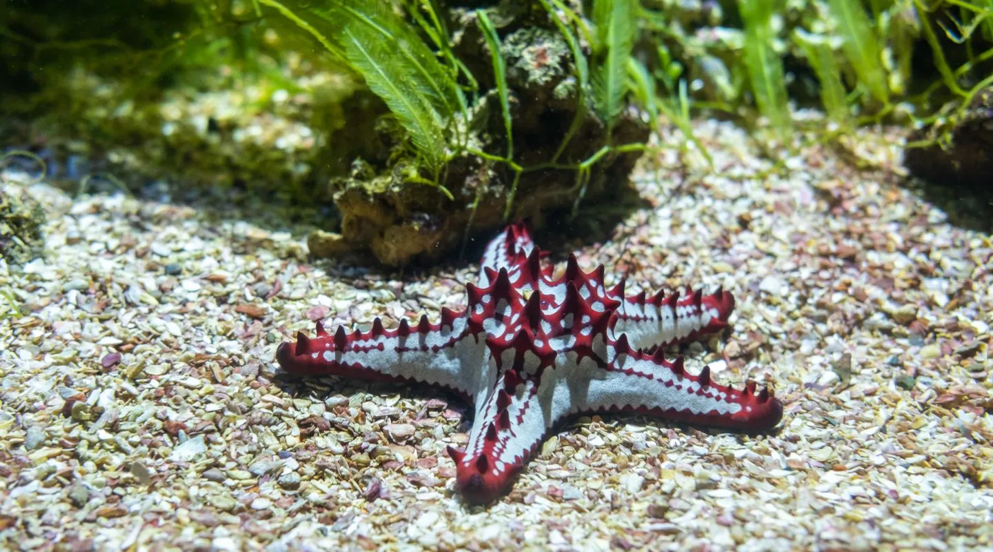 Horned seastar Protoreaster nodosus