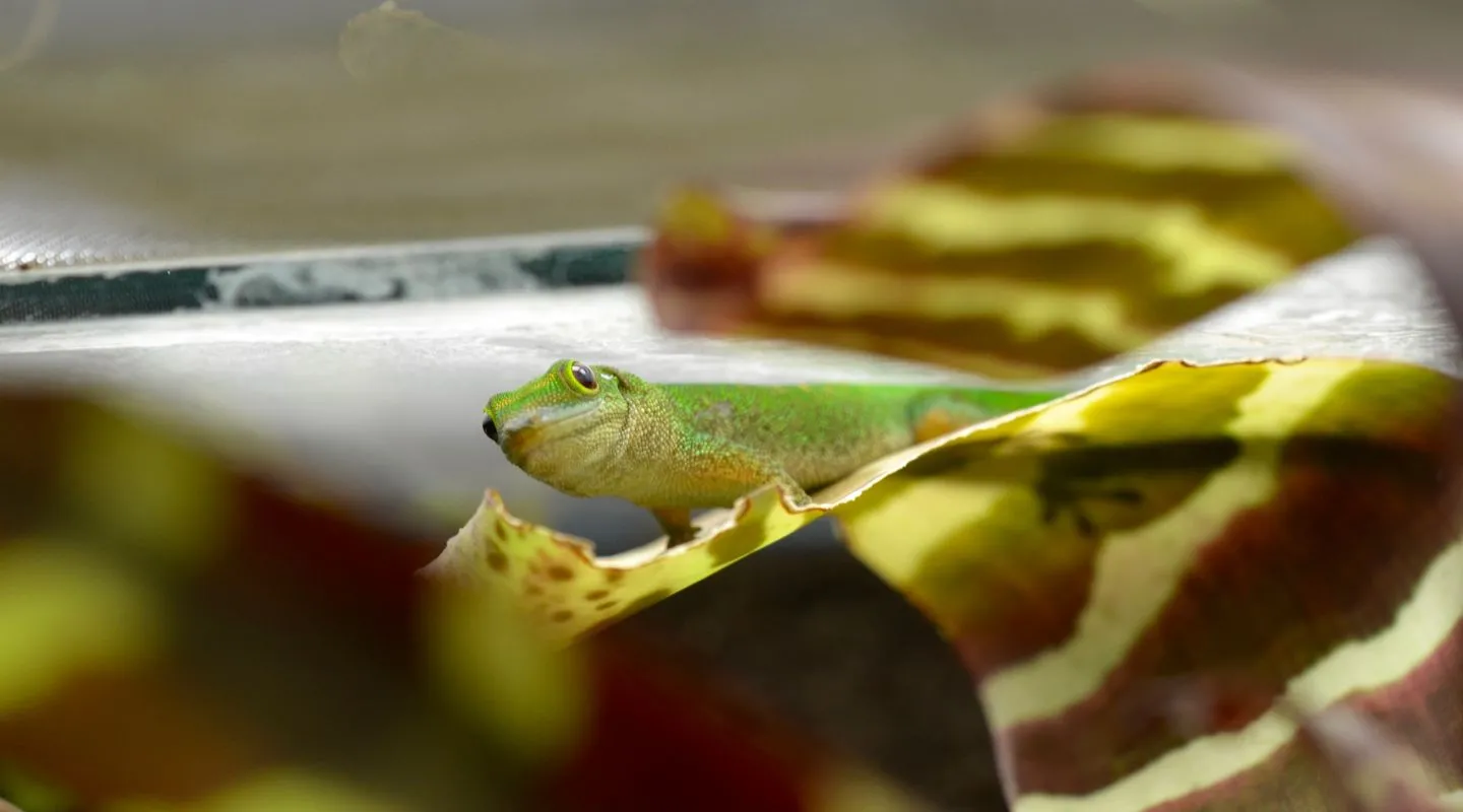 Gecko de Pasteur -D-Mallevoy (2) COUV.jpg 