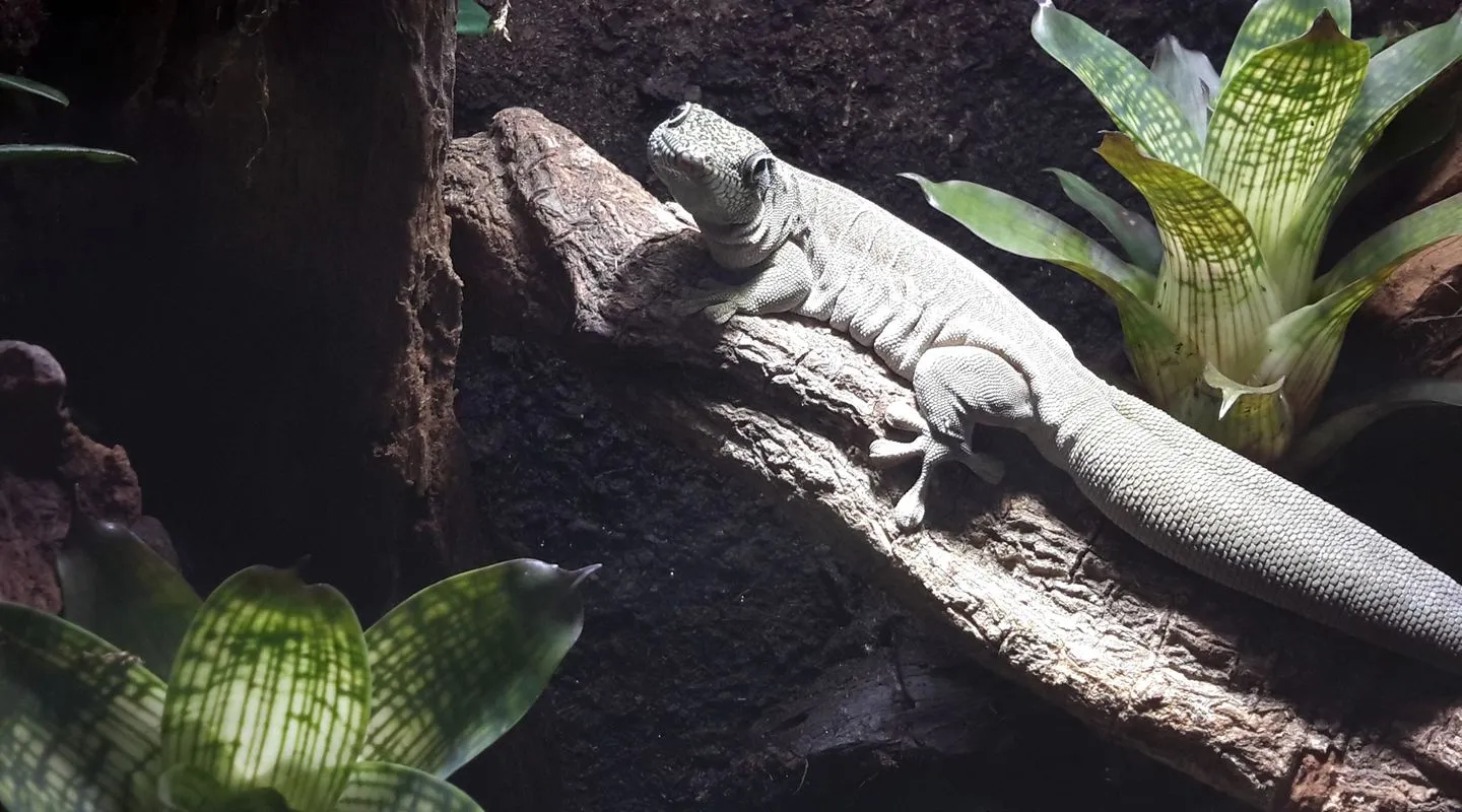 Standing's Day Gecko Phelsuma standingi