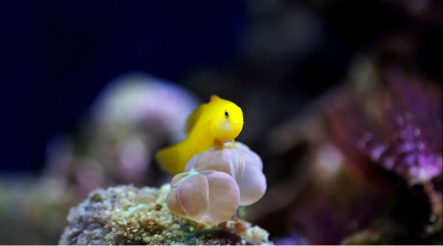 Le gobie jaune Gobiodon okinawae