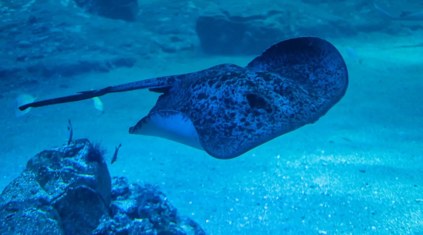La raie pastenague géante Taeniura meyeni