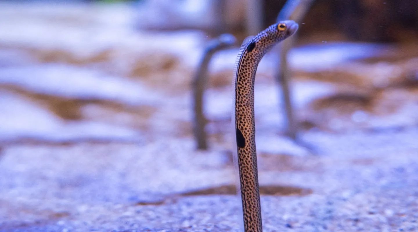 Spotted garden-eel Heteroconger hassi