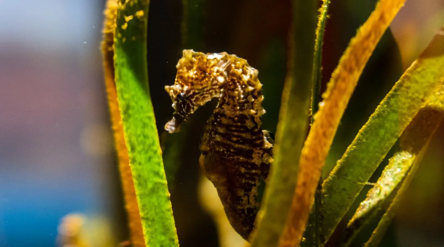 Short-snouted Seahorse Hippocampus hippocampus