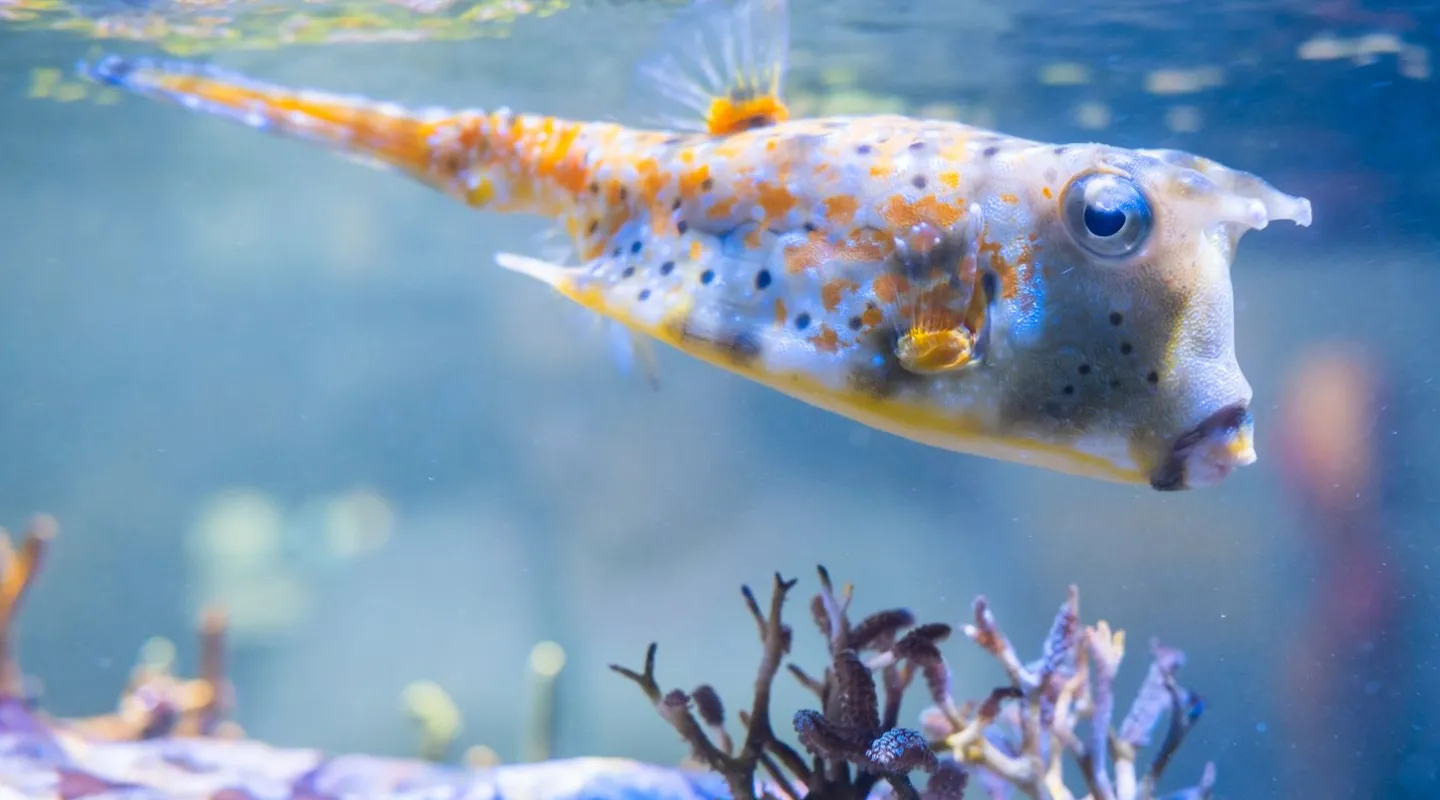 Lactoria cornuta - Le poisson vache à longues cornes