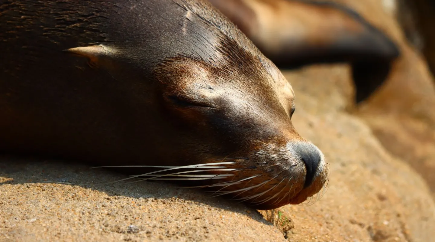 Lion de mer - Zalophus californianus