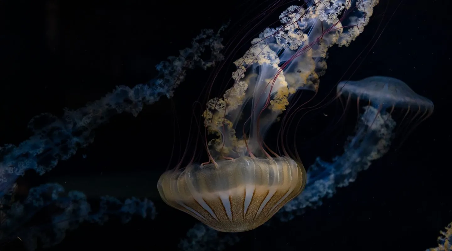 La méduse boussole du Pacifique Chrysaora pacifica