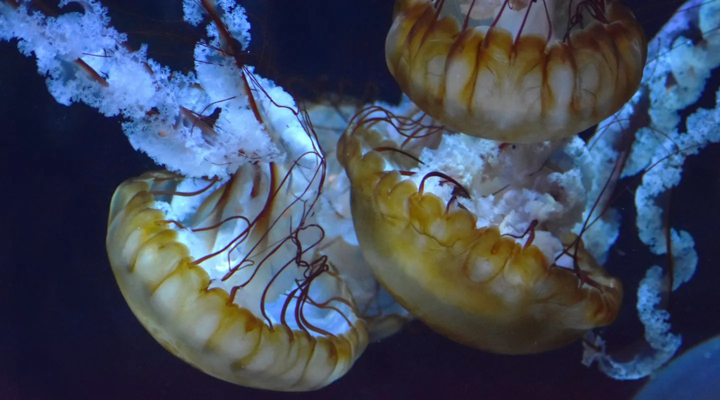 Pacific sea nettle Chrysaora fuscescens