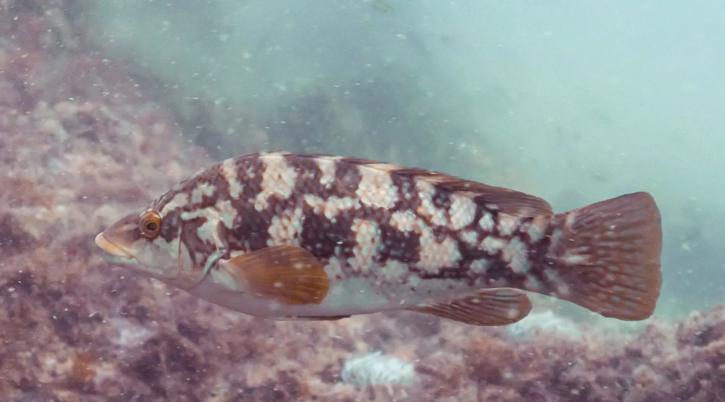 Ballan Wrasse Labrus bergylta