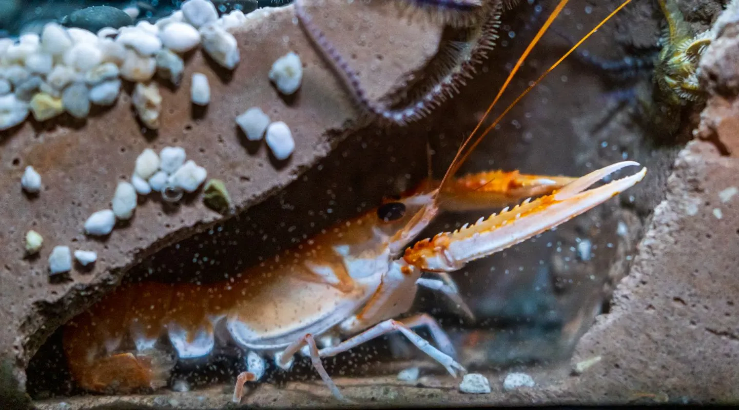 La langoustine Nephrops norvegicus