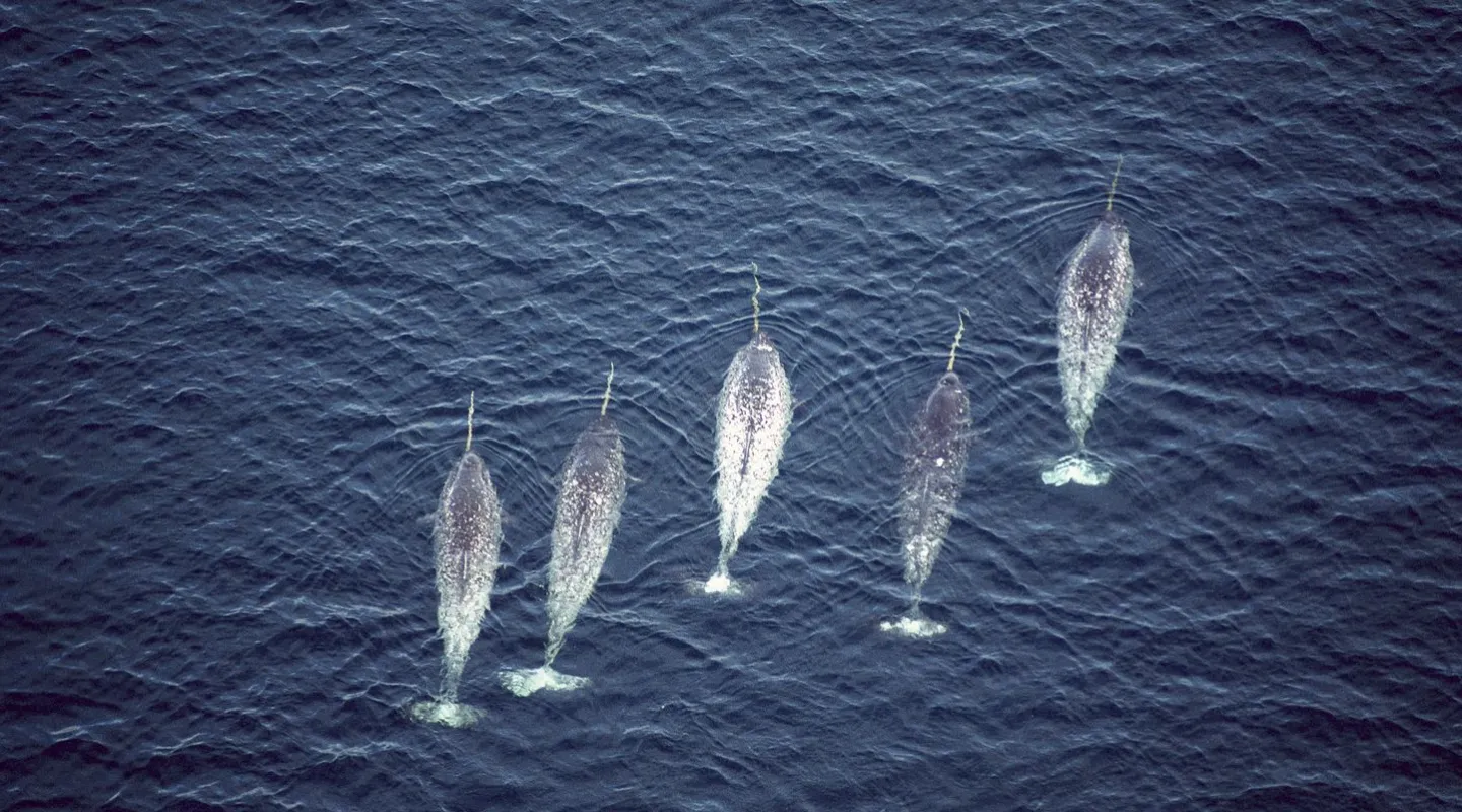 Narwhal