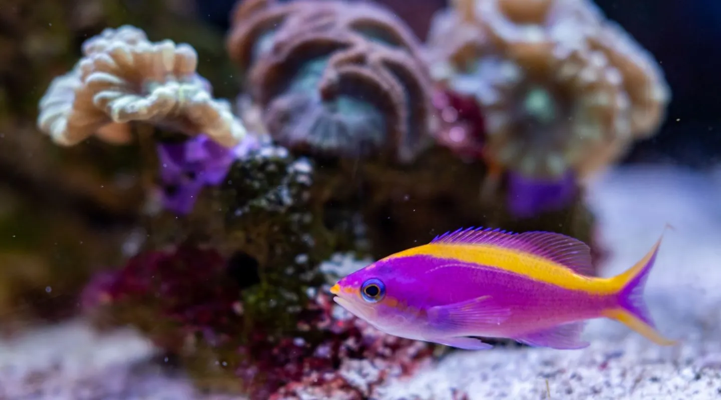 La perche de mer pourpre Pseudanthias tuka | Nausicaa