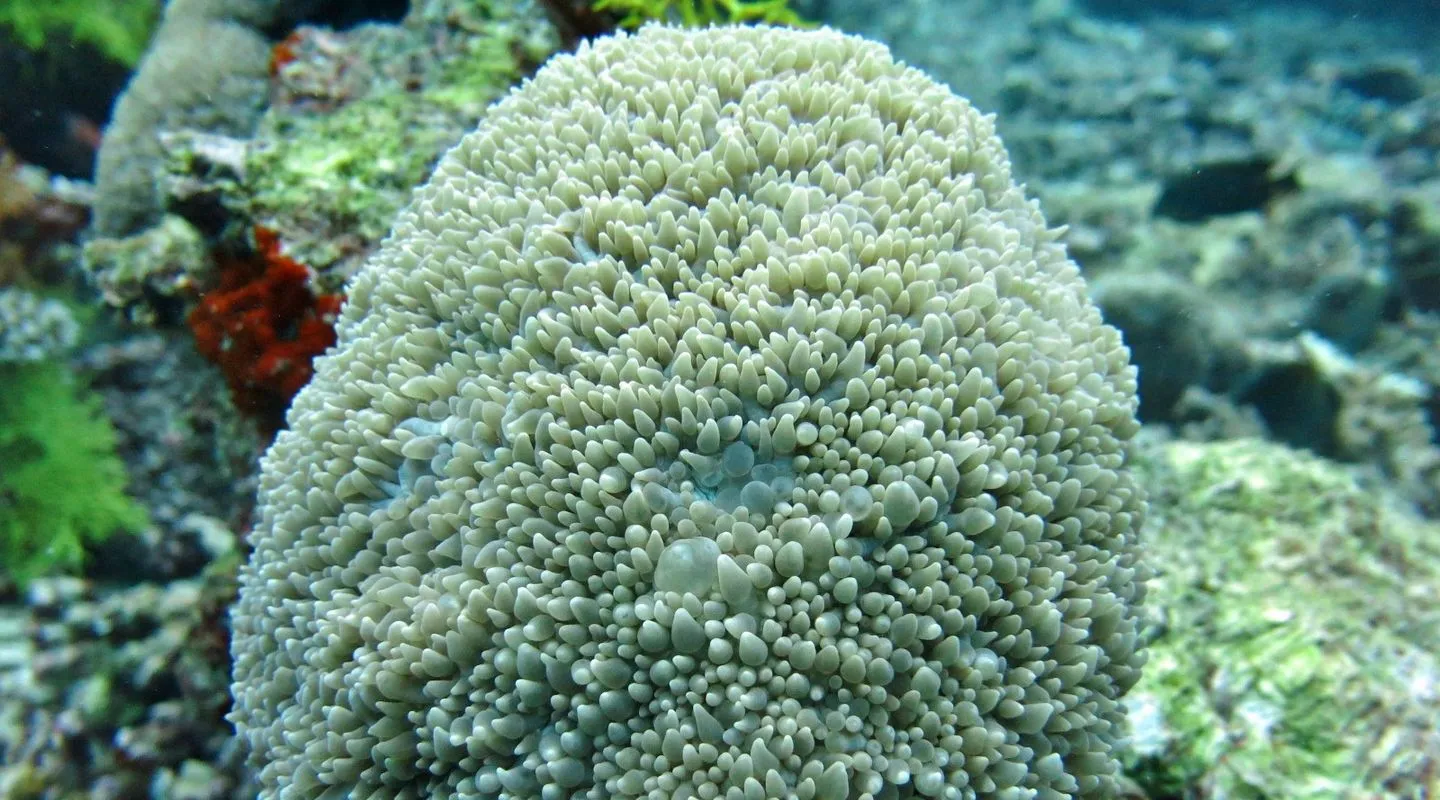 Le corail à bulles