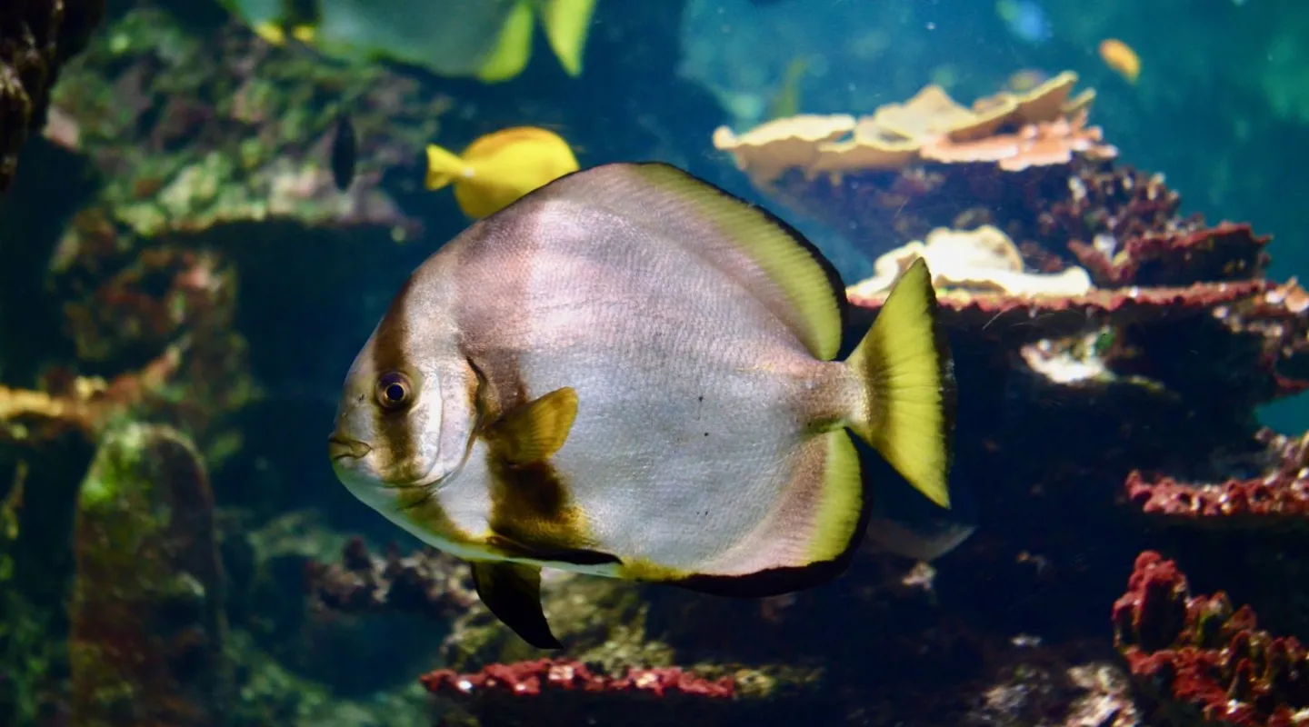 platax ou poisson chauve souris