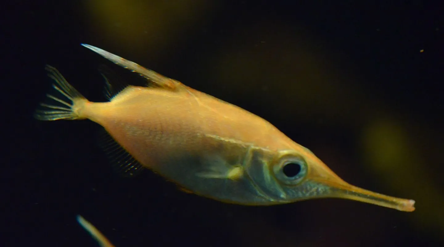 La bécasse de mer Macroramphosus scolopax