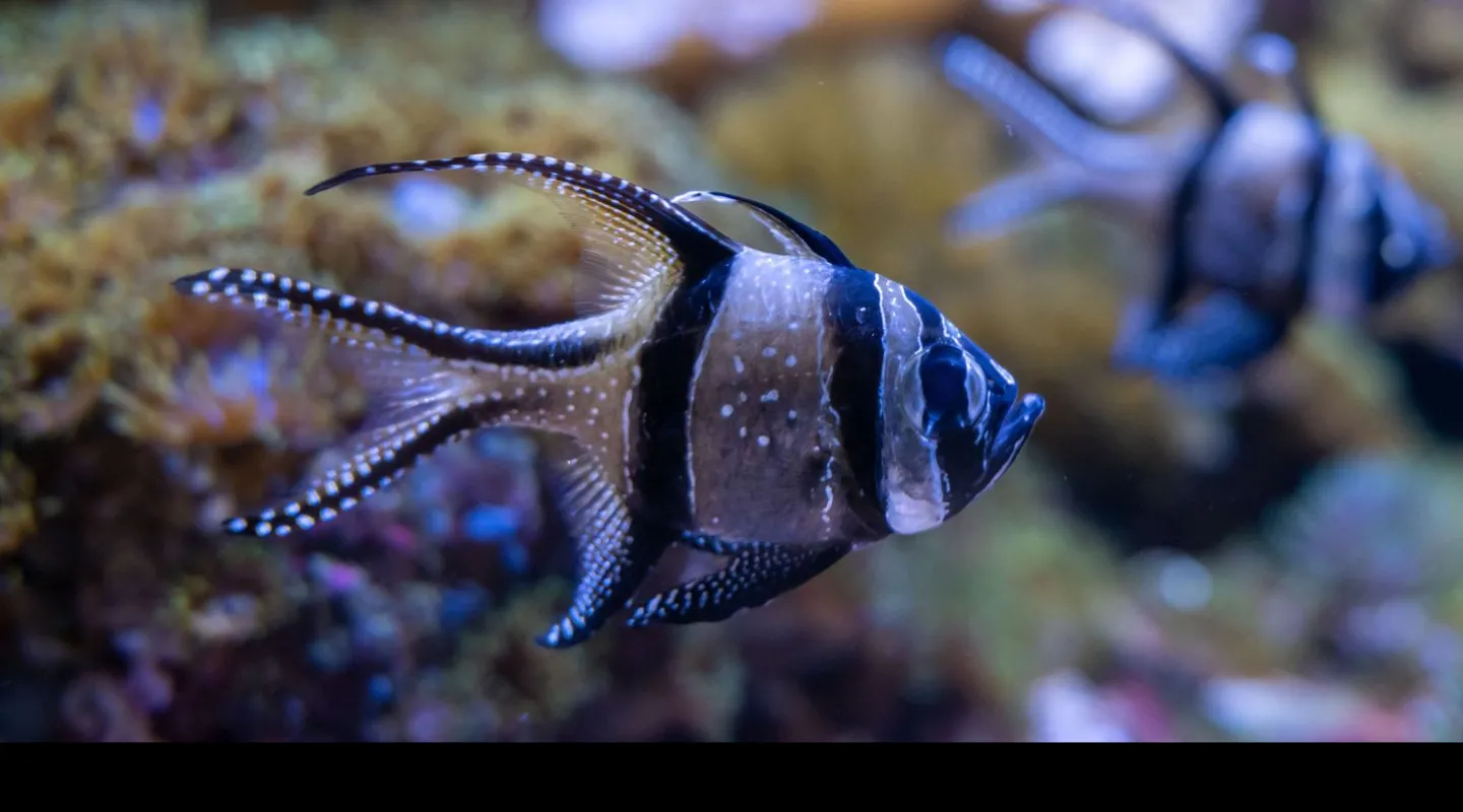 Le poisson cardinal de Banggai ou Apogon de Banggai Pterapogon kauderni 