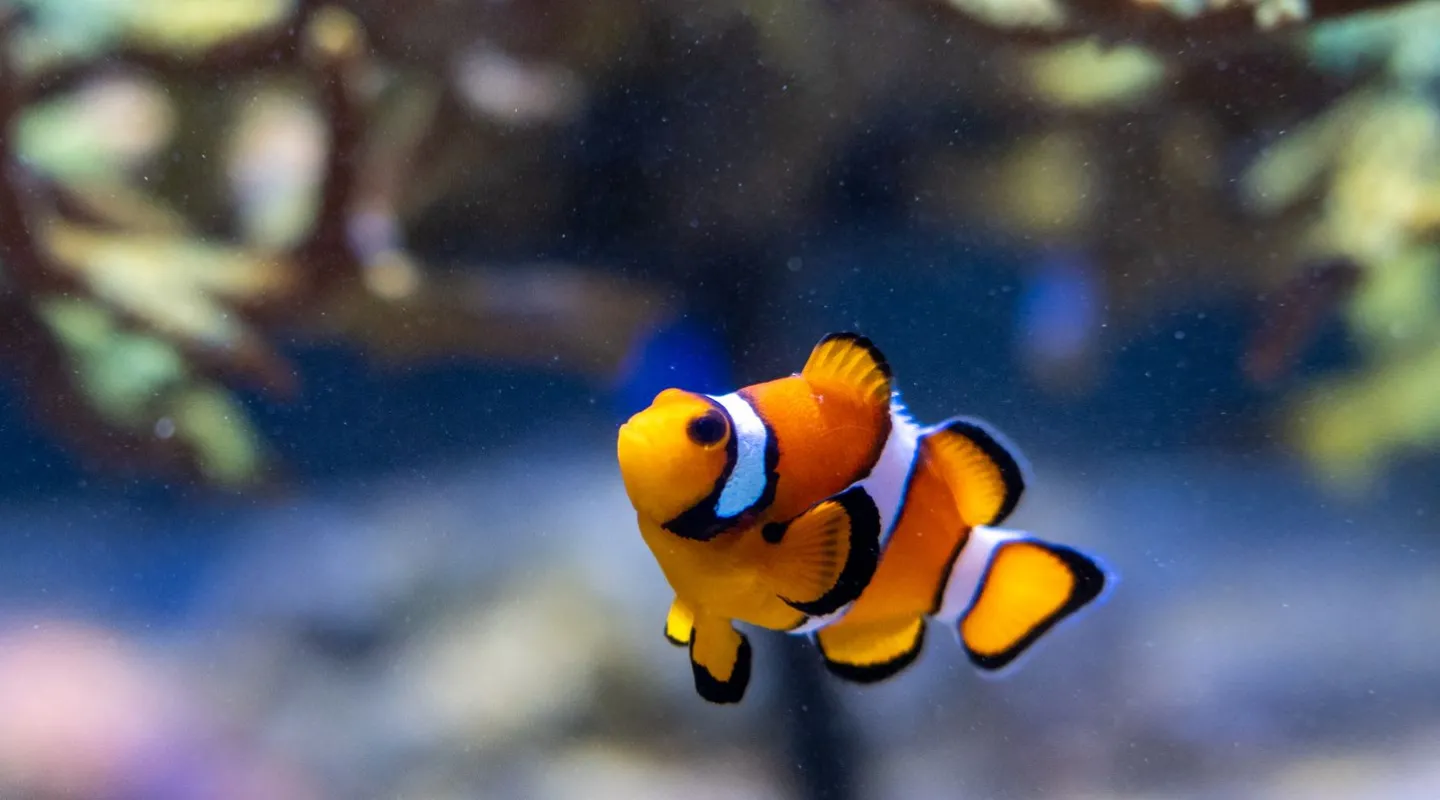 poisson clown à 3 bandes ou ocellé