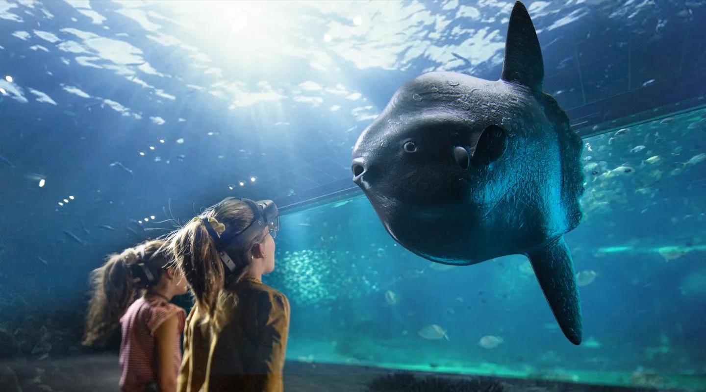 Ocean Sunfish Mola mola in grand large