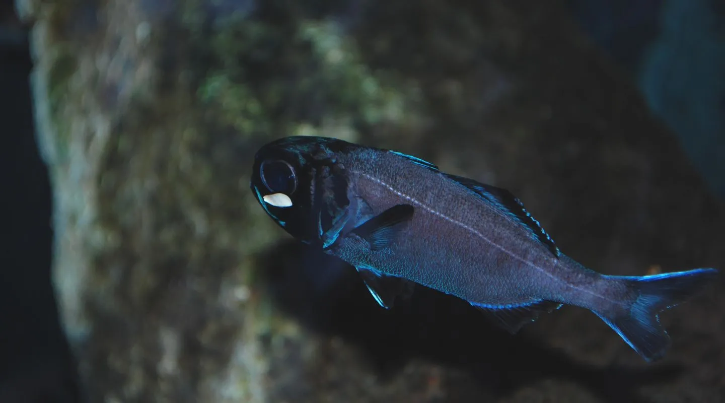 Splitfin Flashlightfish