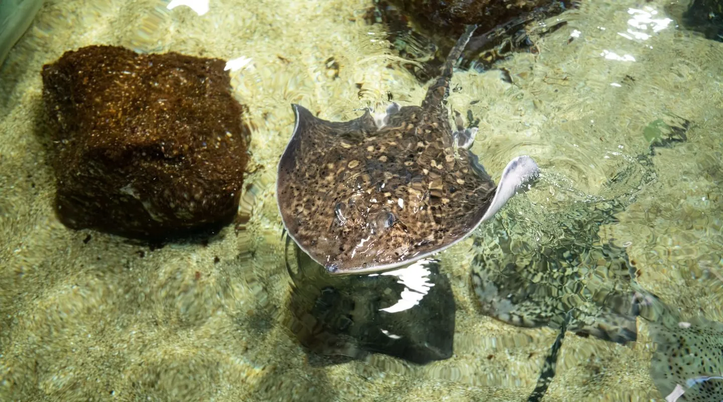 raie bouclée Raja clavata
