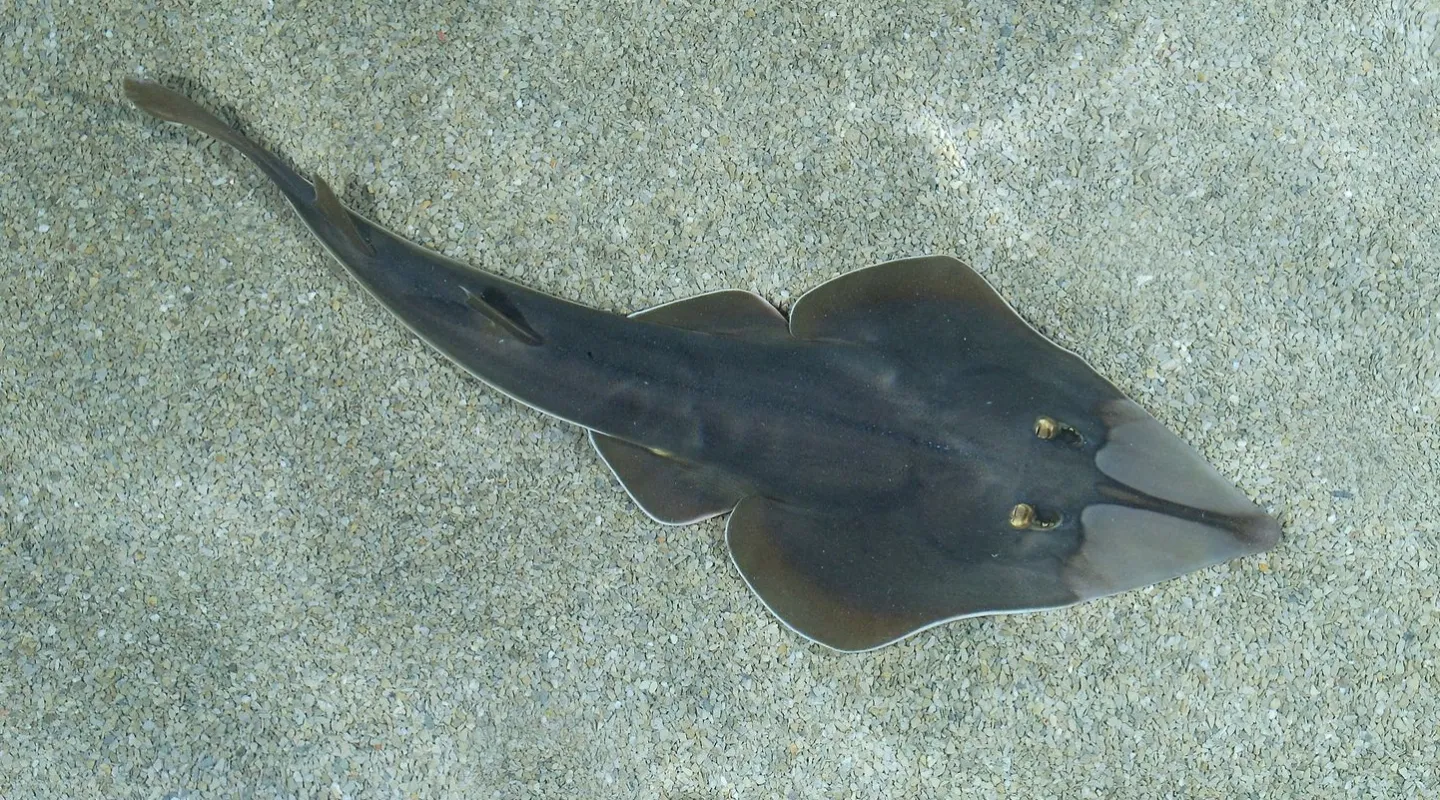 La raie-guitare fouisseuse  Glaucostegus cemiculus