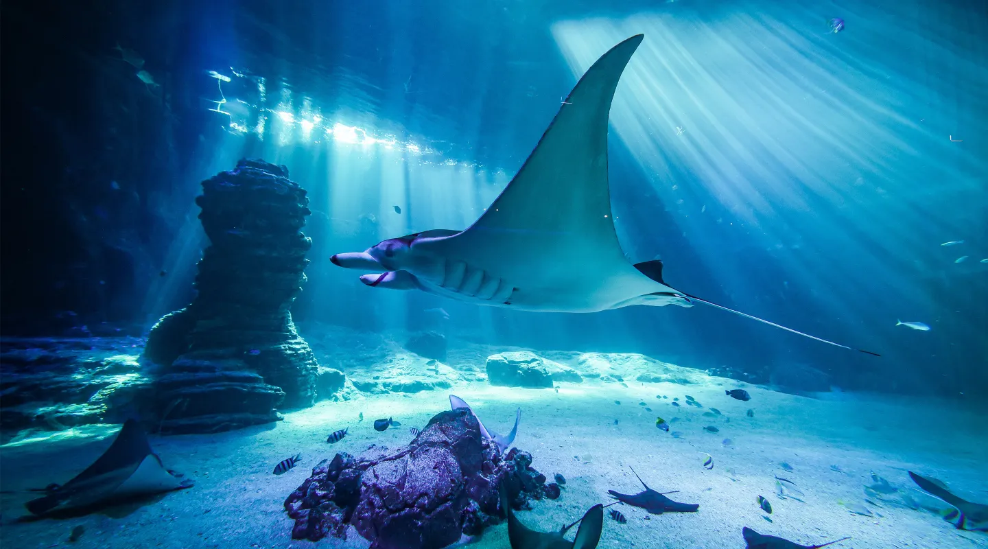 Discover the oceanic Manta ray